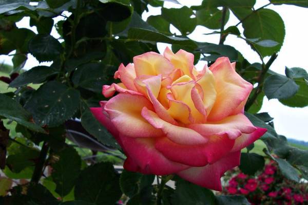 Rose