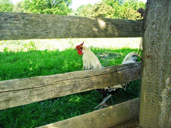 Escape from the Coop