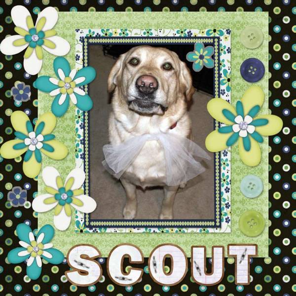 Scout