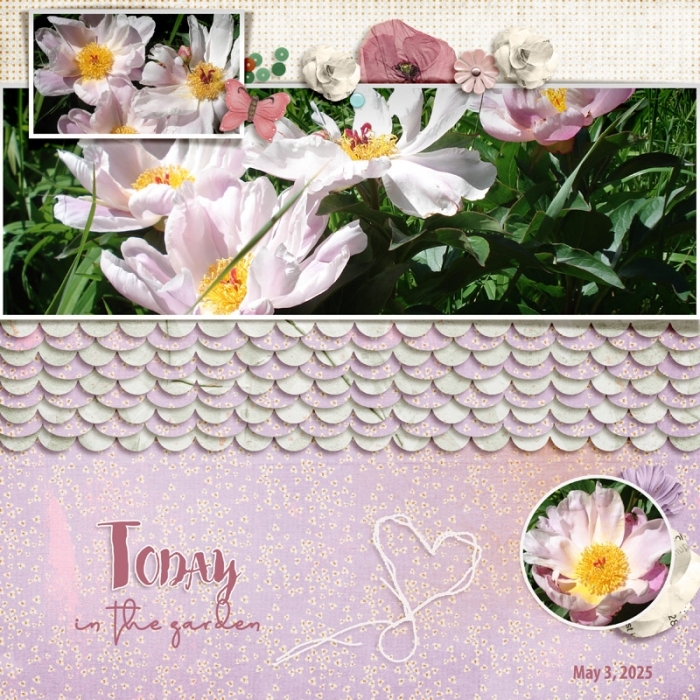 Pivoines