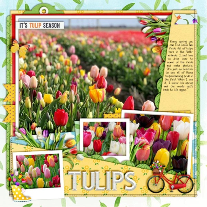Spring Tulips