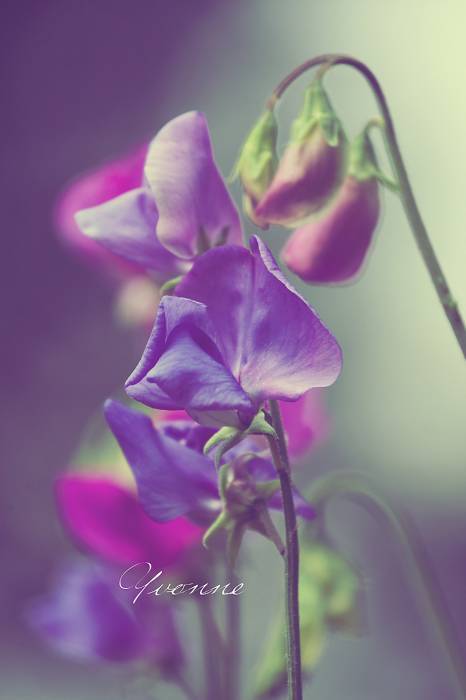 Beautiful flower