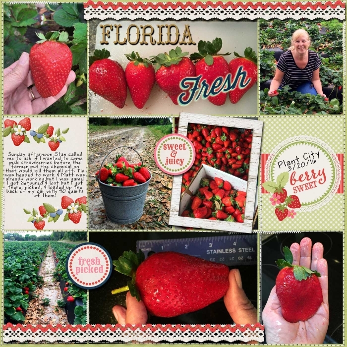 Strawberry Picking
