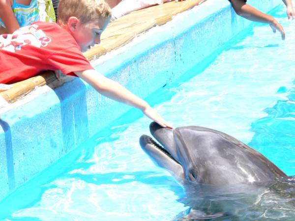 Dolphin Fun *Shutterbug Shakedown #21