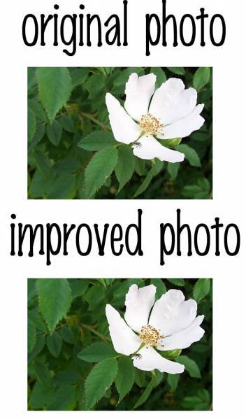 rosa photo comparison