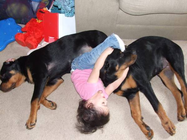 Piper and Pups far