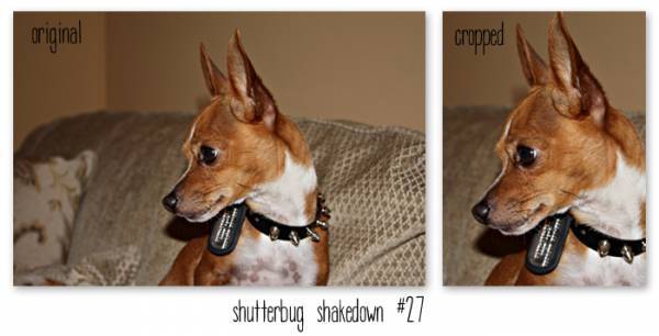 Shutterbug Shakedown #27