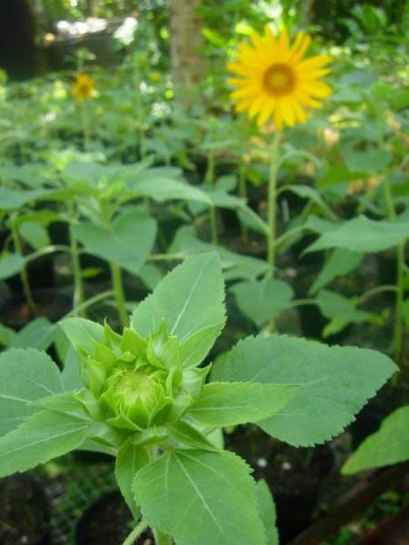 Sunflower