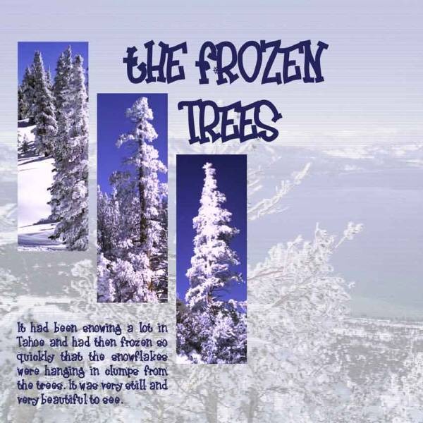 FROZEN TREES AT TAHOE