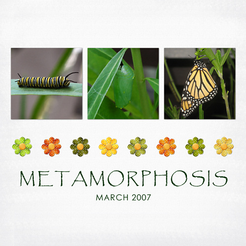 metamorphosis_SSD