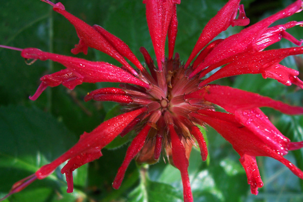 monarda_over_head_shot