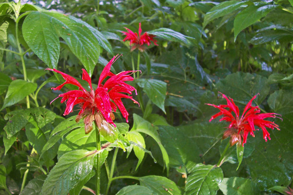 monarda_plain_shot