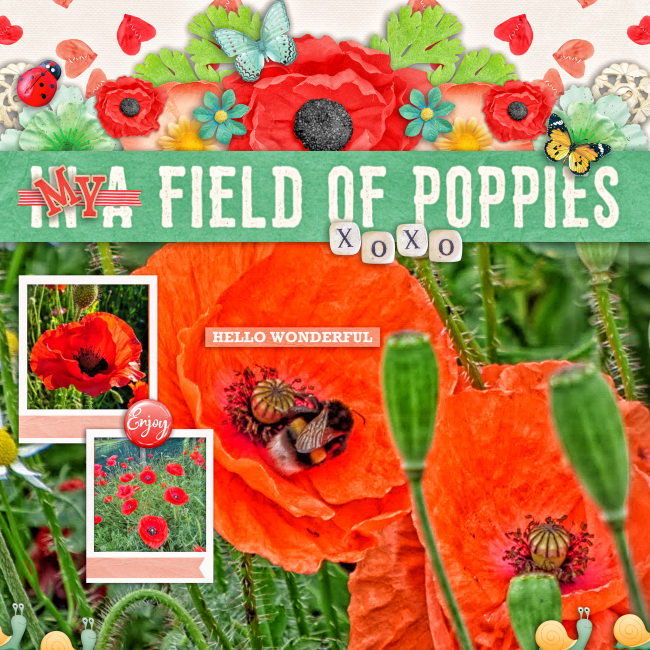 my_field_of_poppies