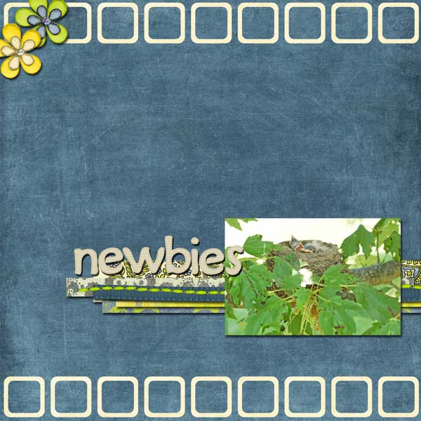 newbies-web
