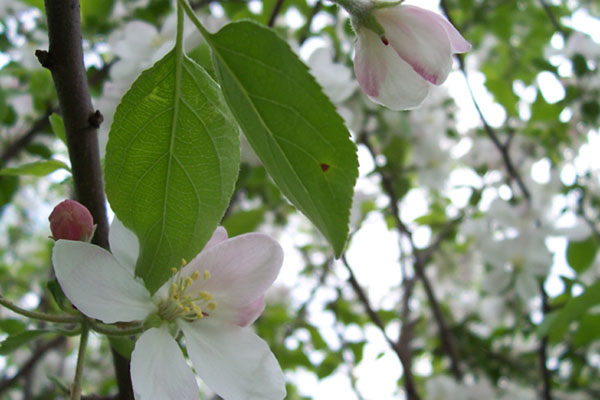 original_apple_blossom_1