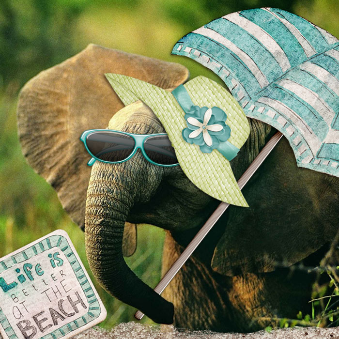 pachyderm-ab