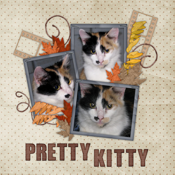 pretty_kitty