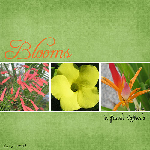 puerto-vallarta-flowers