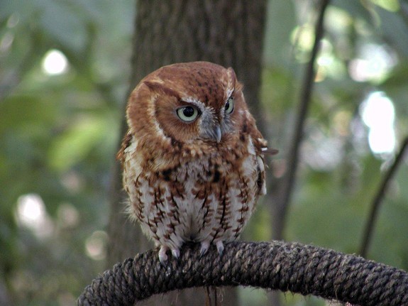 screech_owl_2_web