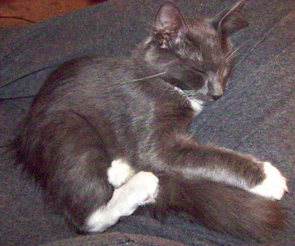 smokey_sleeping