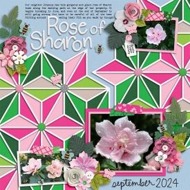 2024_0917_RoseOfSharon-w-700px.jpg