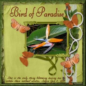 Bird_of_Paradise_sm.jpg