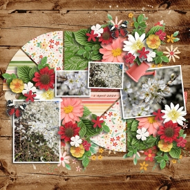 Blossom_700.jpg