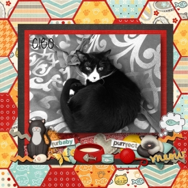 Cats_-_Cleo_1_-_Compressed.jpg