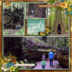 DFDbyT_Adventure-Redwood2015.jpg