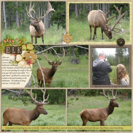 Elk_1_July_15_2015_smaller.jpg