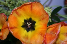 FlowerPhoto.jpg