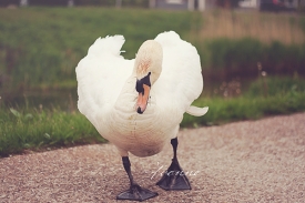 Flowers-Purple_-Swan.jpg