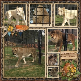 HV_ZOO_Lions700.jpg