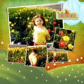 In-Bloom.jpg