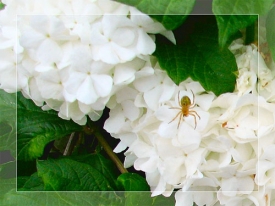 Itsy_Bitsy_Spider_w.jpg