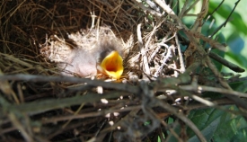JuneShut_closeup_web.jpg