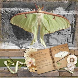 Luna-Moth-August-2018-Bingo-_10.jpg