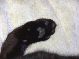 NubiesFoot.jpg