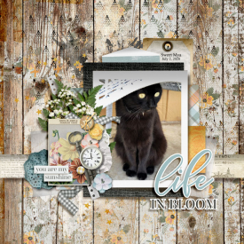 SSD-02-05-MakeItYourOwn-Web.jpg