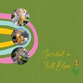 Succelent-Web.jpg