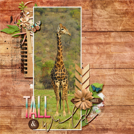 Tall-Web.jpg