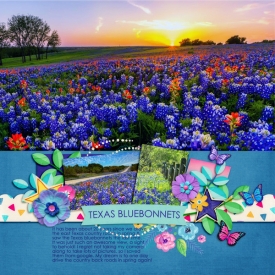 Texas-bluebonnets.jpg