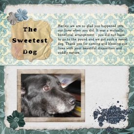 The-Sweetest-Dog.jpg