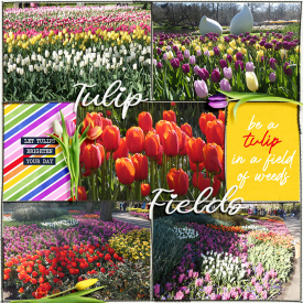 TulipFieldsweb.jpg