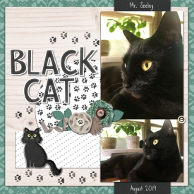 blackcat1.jpg