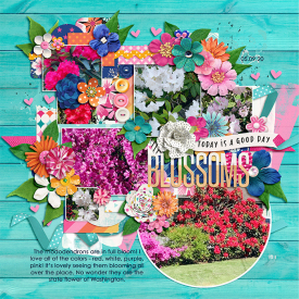 blossoms_web.png