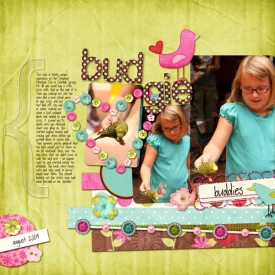 budgie-buddies.jpg