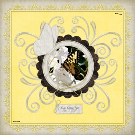 butterfly3.jpg