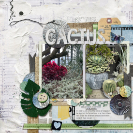 cactus_web.jpg
