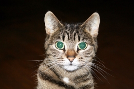 catchlight.jpg